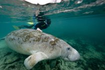 Primer plano de snorkeler con manatí bajo el agua - foto de stock