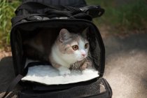 Cat looking out of pet carrier in sunlight — Stock Photo