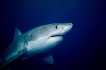 Grande squalo bianco galleggiante sott'acqua — Foto stock