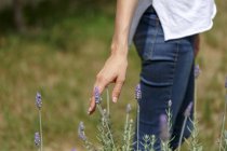 Niedriger Abschnitt einer Frau, die Lavendelpflanze berührt, beschnitten — Stockfoto