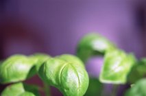 Folhas de manjericão verde — Fotografia de Stock