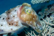 Cuttlefish with corals underwater shot — Stock Photo