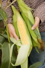 Женщина держит свежую кукурузу на початках — стоковое фото