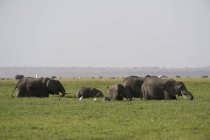 African elephants walking at Amboseli National Park, Kenya, Africa — Stock Photo