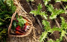 Visão de alto ângulo de rabanetes e cenouras em cesta no chão — Fotografia de Stock