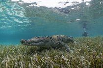 Veduta subacquea del coccodrillo sull'erba marina in acque poco profonde, Atollo di Chinchorro, Quintana Roo, Messico — Foto stock
