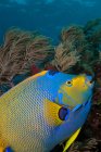 Pesce angelo blu che nuota alla barriera corallina — Foto stock