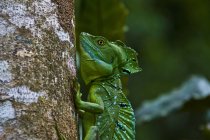 Вид збоку plumed або подвійний Чубаті василіска захватні стовбур дерева, Коста-Ріка — стокове фото