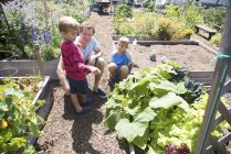 Man and two sons tending plants in allotment — Stock Photo