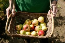 Чоловік показує кошик з яблуками в жнива — стокове фото