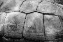 Close up shot of turtle shell, black and white — Stock Photo