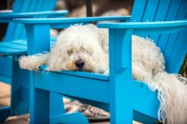 Portrait of English Goldendoodle, lying on chair — Stock Photo