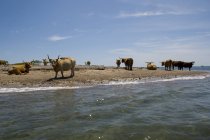 Horned cows resting on coastline — Stock Photo