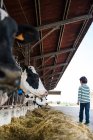 Boy watching feeding cows on organic dairy farm — Stock Photo