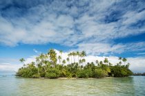 Linea costiera piena di palme verdi — Foto stock