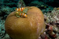 Clownfischschwärme nahe Anemonenpflanze unter Wasser — Stockfoto