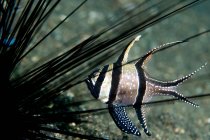 Kardinalfische und Seeigel — Stockfoto