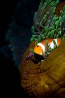 Tomato clownfish with anemone — Stock Photo