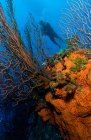 Diver behind sea fan and sponge. — Stock Photo