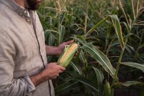 Cropped image of Farmer holding freshly picked corn, mid section — Stock Photo