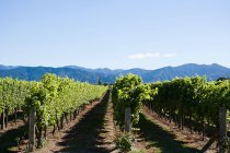 Vignobles près de Marlborough — Photo de stock