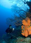 Scena della barriera corallina con subacqueo. — Foto stock