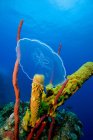 Medusas lunares perto do recife de coral — Fotografia de Stock