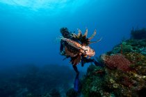 Diver and Invasive Species — Stock Photo