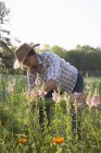 Junge Frau selektiert Schnappdrachen (Antirrhinum) vom Feld einer Blumenfarm — Stockfoto