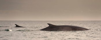 Finnwal taucht aus dem Wasser auf — Stockfoto