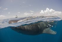 Подводный вид на китовую акулу, острова Ревильяджигедо, Колима, Мексика — стоковое фото