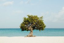 Árbol de Divi en la playa de arena - foto de stock