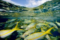 Vista ravvicinata dei pesci sott'acqua — Foto stock