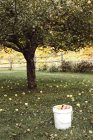 Apple tree and bucket with apples — Stock Photo