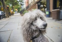 Portrait of grey poodle on city sidewalk — Stock Photo