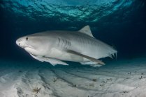 Vista laterale dello squalo tigre che nuota sott'acqua — Foto stock