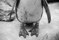 Cropped view of penguin feet — Stock Photo