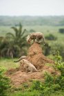 Kleine Geparden auf Bruchkurs — Stockfoto