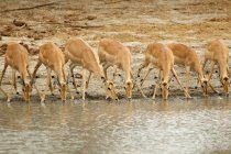 Impala água potável da lagoa — Fotografia de Stock