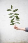 Person holding leafed twig — Stock Photo