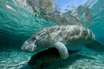 Adult and young manatee floating under water — Stock Photo