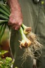 Imagem cortada de homem sênior segurando cebolas colhidas frescas — Fotografia de Stock