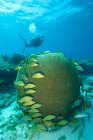 Куба - дайвер на кораловому рифі — стокове фото