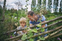 Father and son looking at plants on allotment — Stock Photo