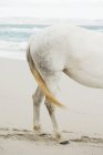 Abgeschnittenes Bild eines weißen Pferdes am Sandstrand — Stockfoto