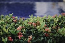 Зеленые растения с цветами на размытом фоне воды — стоковое фото