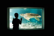 Мальчик смотрит морскую черепаху в аквариуме — стоковое фото