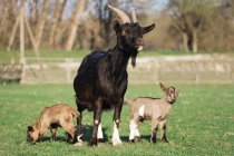 Erwachsene Ziege mit Kälbern auf grünem Gras — Stockfoto