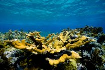 Récif corallien jaune — Photo de stock