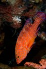 Nahaufnahme von Korallenforellen, die in der Nähe des Riffs schwimmen — Stockfoto